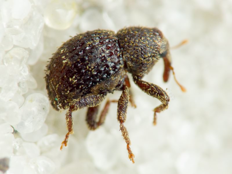 Acalles (Acalles) echinatus (Germar, 1824)